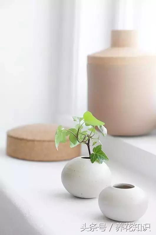 水养一年四季不黄叶的植物,水里加点什么花养得好