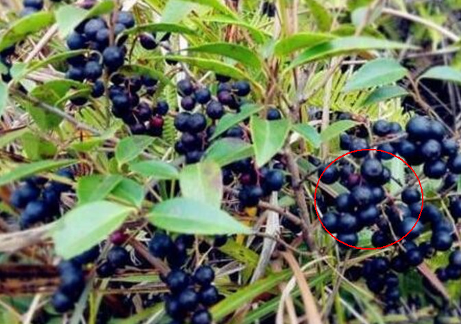 野蓝莓一样的野果有什么功效,山里野生和蓝莓差不多的野果