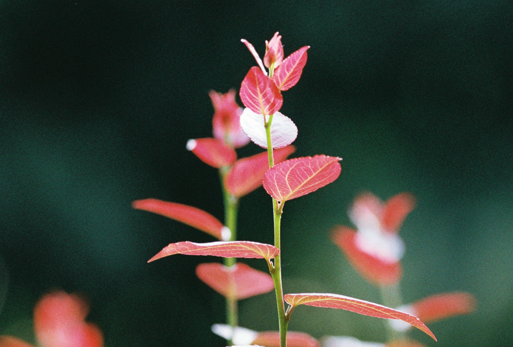 佳能300mmf4画质,佳能小炮镜头