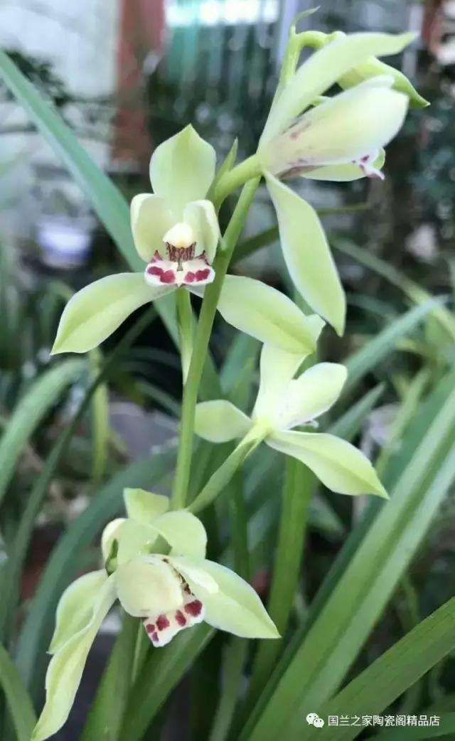 春兰和蕙兰莲瓣,蕙兰带花苞的兰花怎样上盆