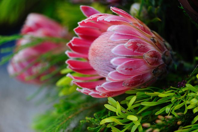 沙漠常识知识点总结,沙漠植物讲解