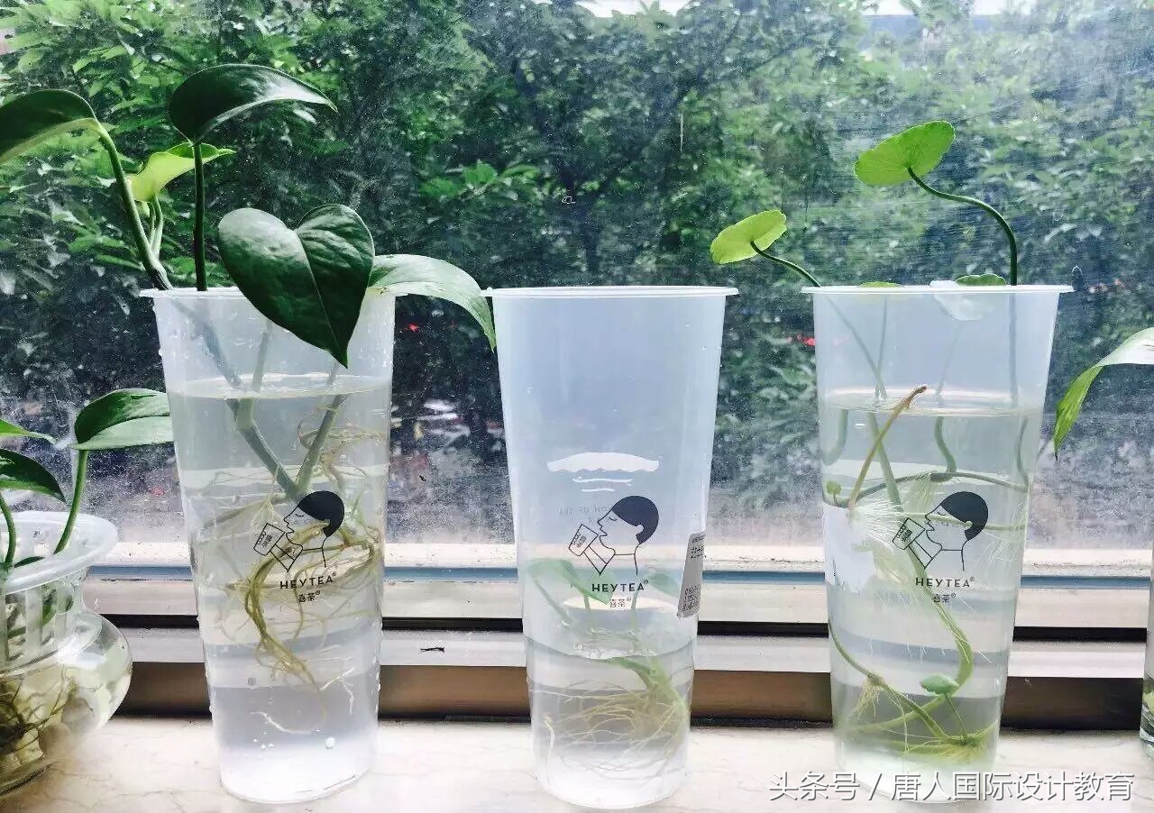 喜茶一点点等网红奶茶大揭秘,喜茶和一点点奶茶分量对比