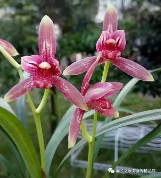 春兰和蕙兰莲瓣,蕙兰带花苞的兰花怎样上盆