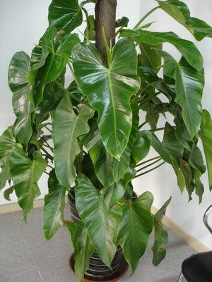 绿宝石怎么养殖最好的,绿宝石毛豆种植要点