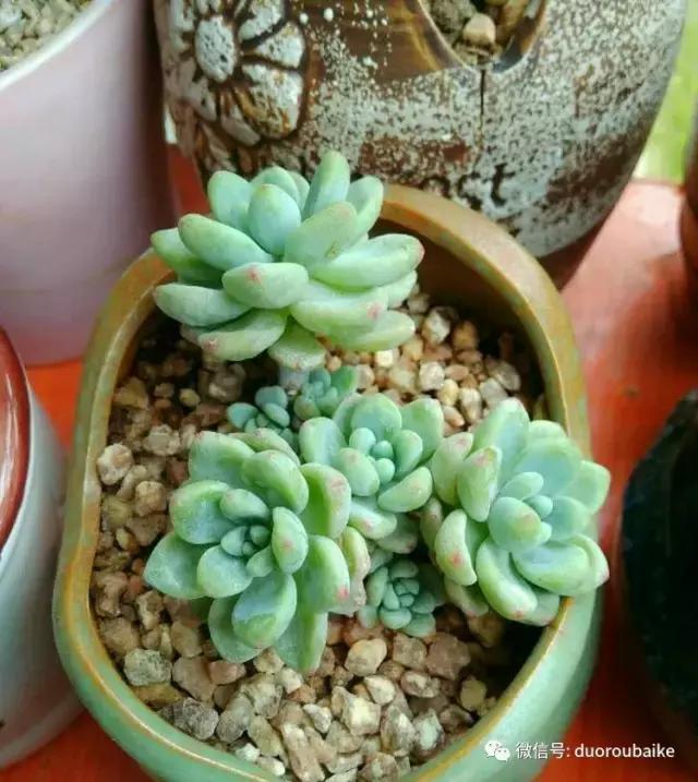 遇见多肉作品,和多肉邂逅的时光