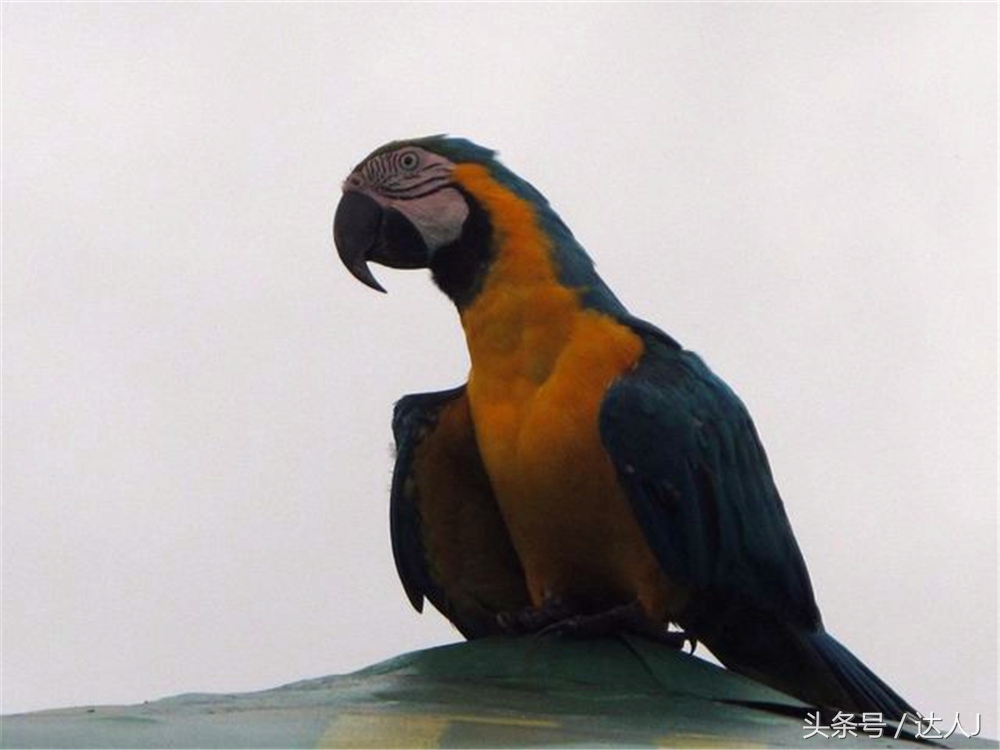 从亚马逊雨林到安纳托,最靠近亚马逊丛林的城市