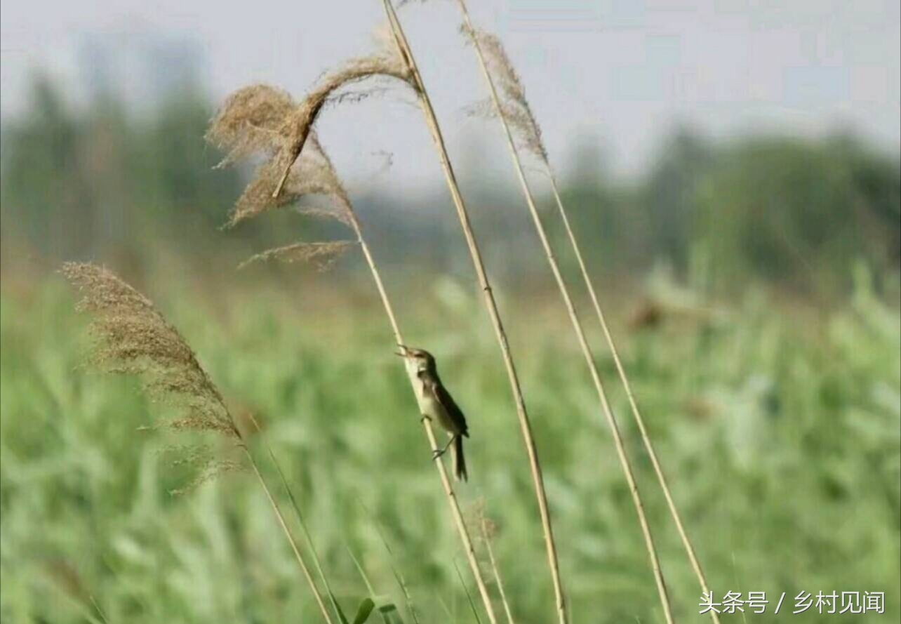 永年附近鸟,邯郸永年湿地鸟类
