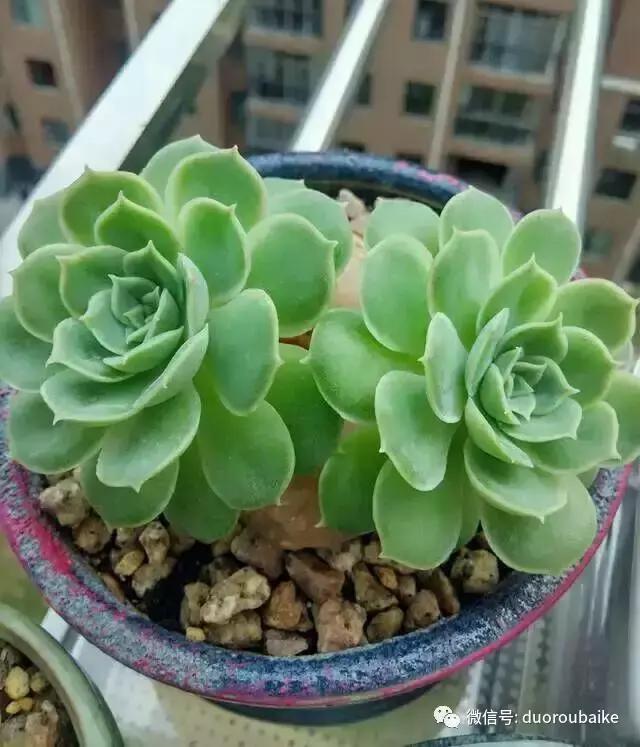 遇见多肉作品,和多肉邂逅的时光