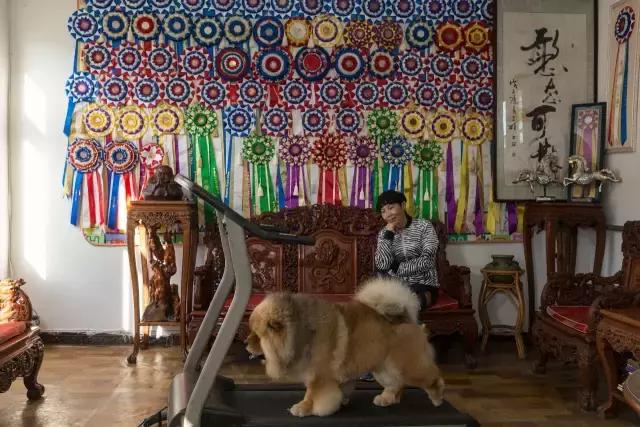 狗生如梦｜ONE实验室