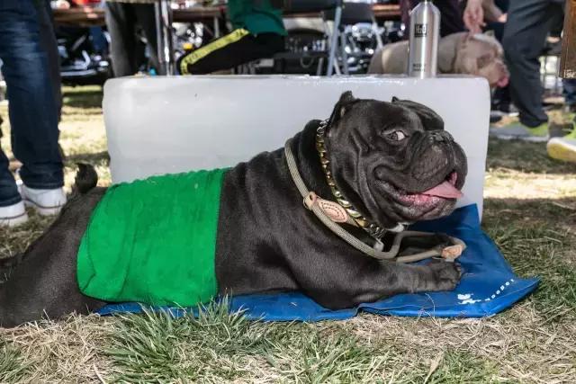 狗生如梦｜ONE实验室