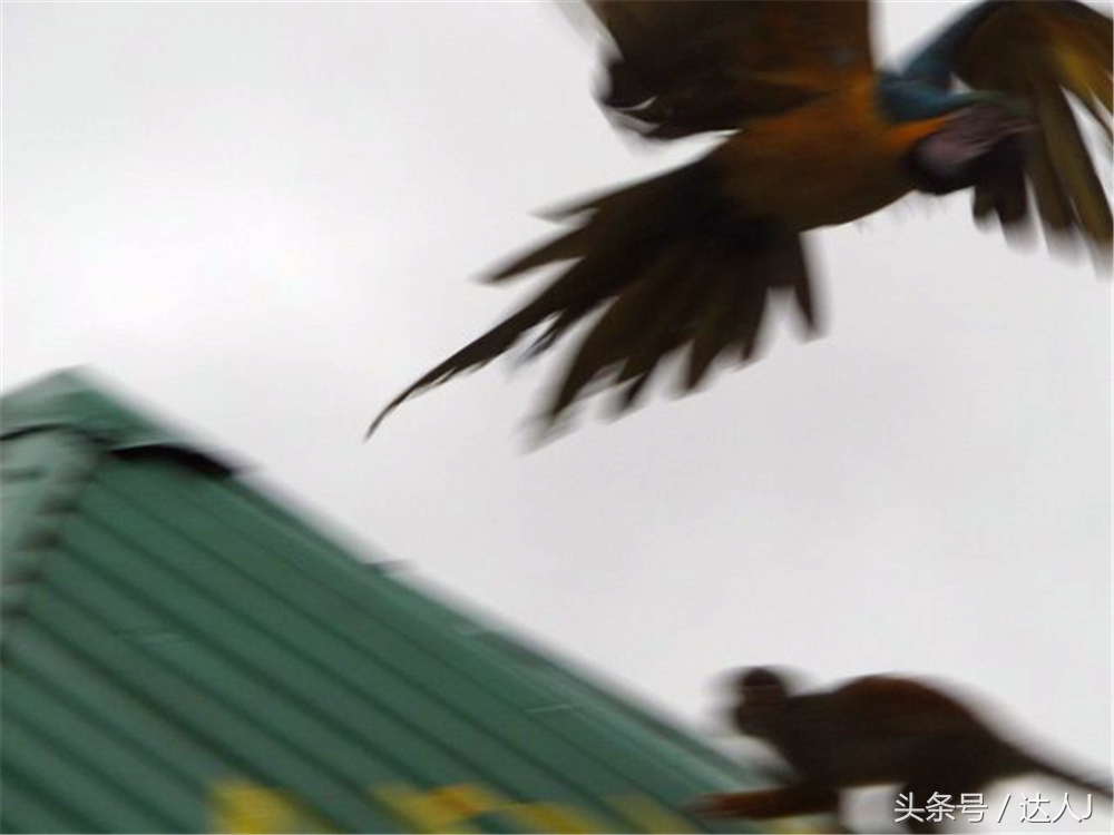从亚马逊雨林到安纳托,最靠近亚马逊丛林的城市