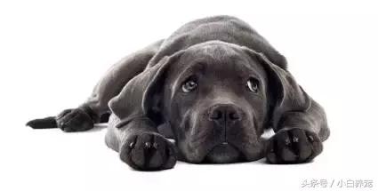 夏季狗狗呕吐,狗狗呕吐的原因及处理方法