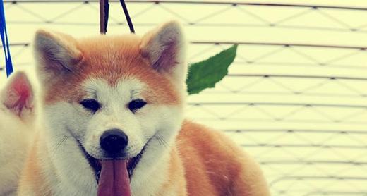 秋田犬怎么养和训练,秋田犬的正确喂养方法