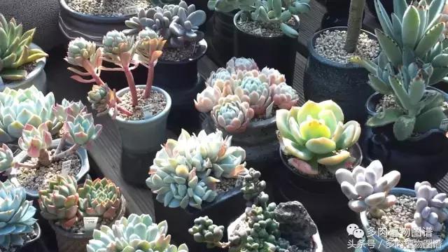 满阳台的多肉,满阳台多肉