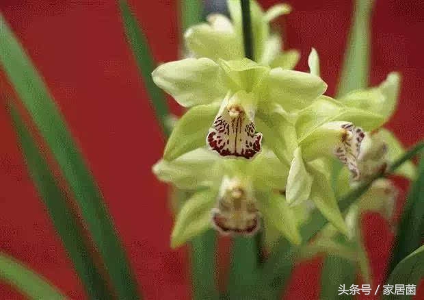 世界上最贵的花去哪卖,世界上最贵的花是哪个国家