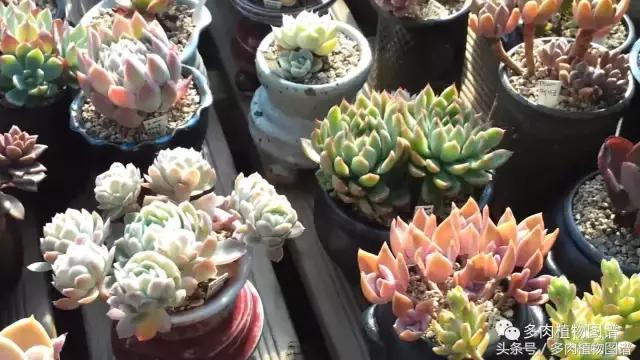 满阳台的多肉,满阳台多肉