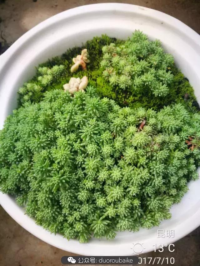 苔藓与多肉,多肉与苔藓的巧妙组合