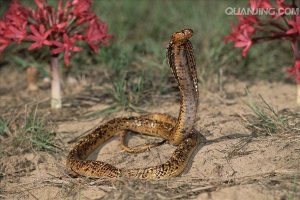 养宠物科普,科普养蛇小知识博主直播