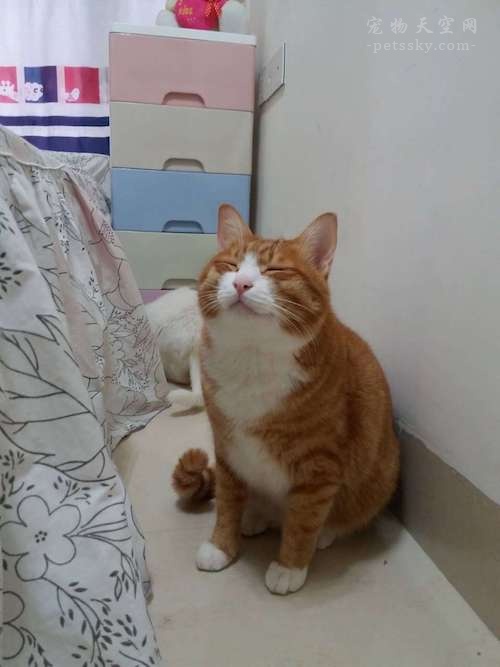 遇到猫咪踩奶,遇到一只会踩奶的猫