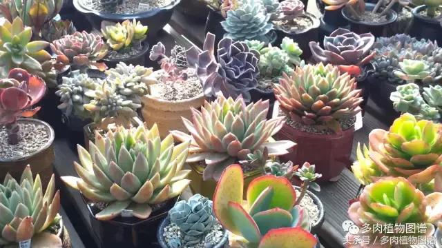 满阳台的多肉,满阳台多肉