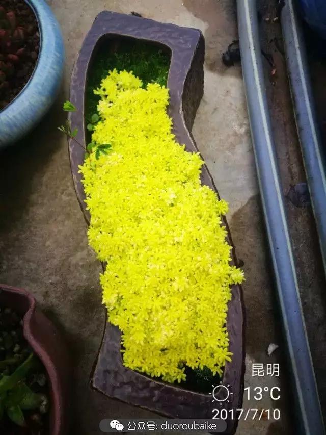 苔藓与多肉,多肉与苔藓的巧妙组合