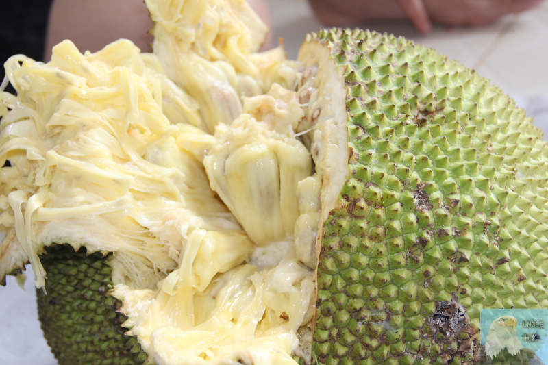 树上菠萝干苞和湿苞图片,湿苞菠萝蜜树