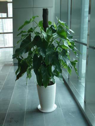 绿宝石怎么养殖最好的,绿宝石毛豆种植要点