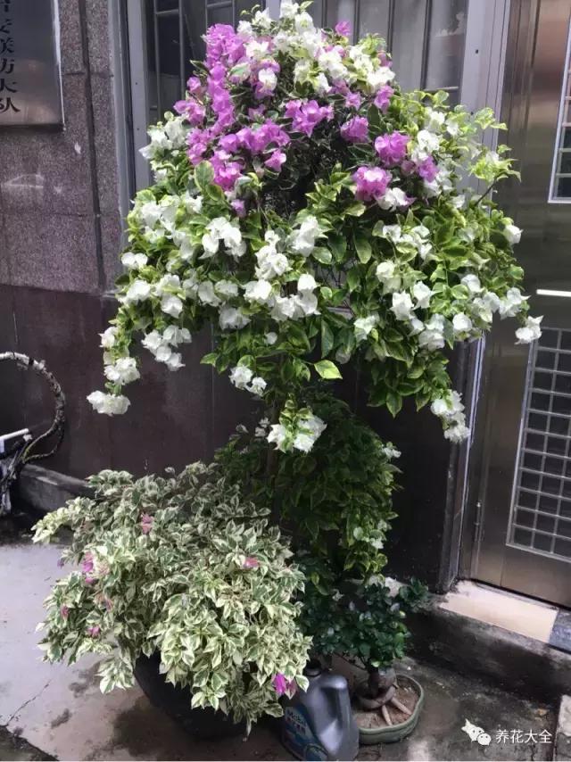 植物起死回生 (让植物起死回生的小妙招)