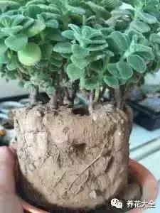 植物起死回生 (让植物起死回生的小妙招)