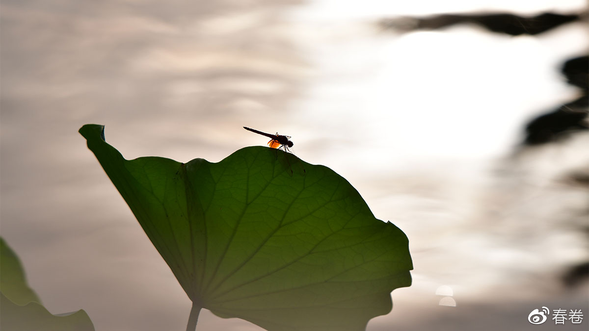 尼康和腾龙合作的镜头,尼康腾龙长变焦镜头比较