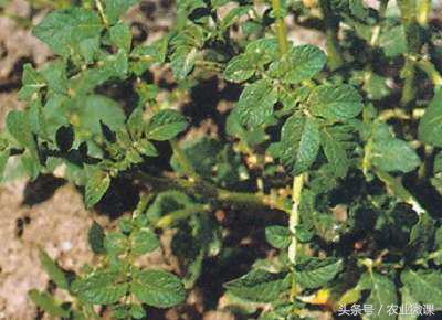 马铃薯疮痂病最佳治疗方法,马铃薯青枯病最好的治疗方法