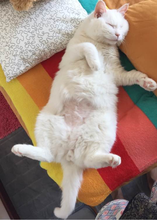 老猫肾结石,老猫得肾病