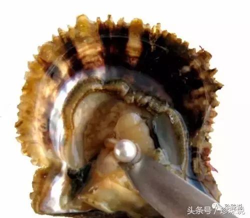 天女珠和花珠区别,akoya海水珍珠7-8mm天女珠