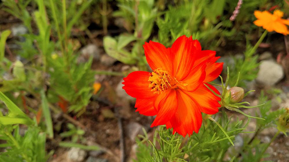 努比亚z17无边框是全网通吗,无边框努比亚z17