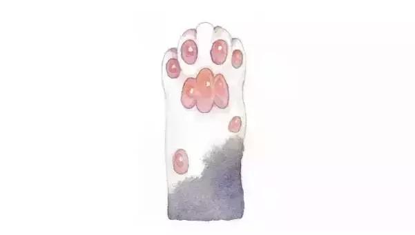 猫爪肉球形状判断猫咪性格,猫咪肉球颜色决定猫咪性格