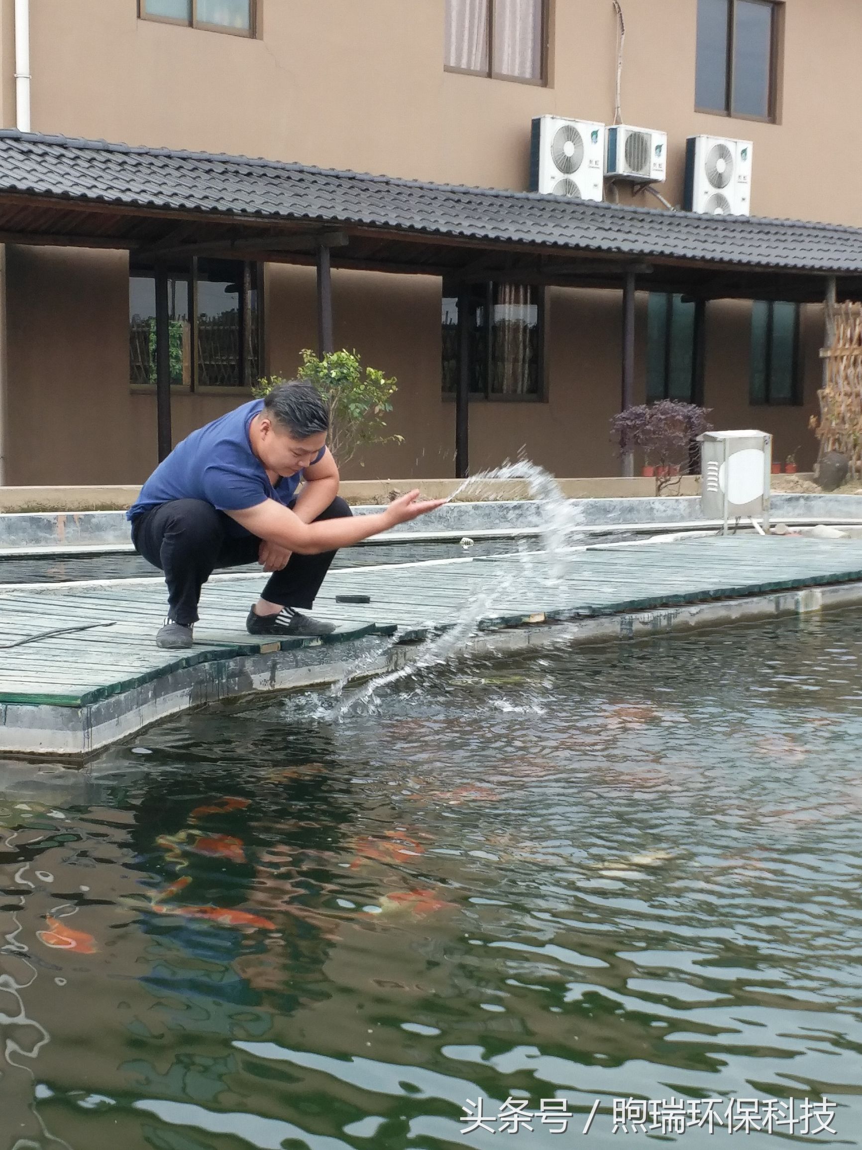 会升值的冷水风水鱼,排名第一的风水鱼