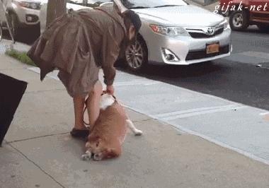 狗狗好调皮怎么办,狗狗低温解决方法