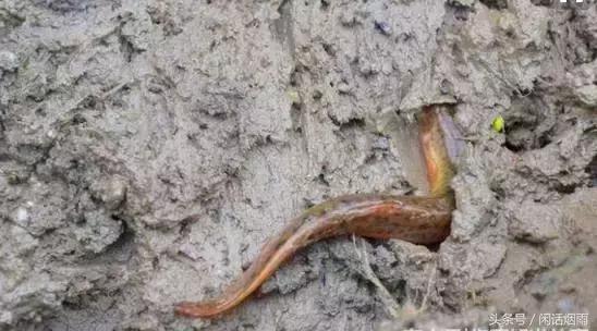 记起那“海子”说起那鱼