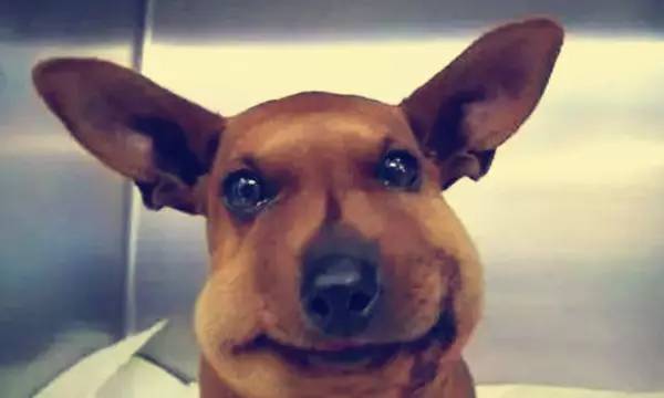 狗狗被蜜蜂蛰表情图,蜜蜂把狗狗脸蛰肿了图片