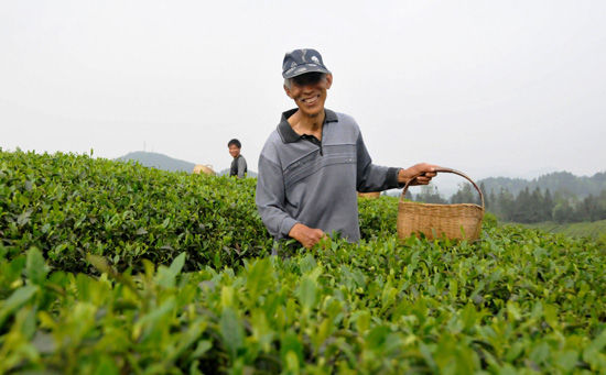 种茶叶的农民,种茶叶农民