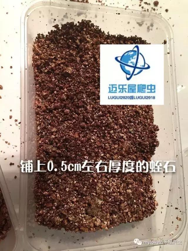 赫曼什么时候繁殖,赫曼繁殖方法
