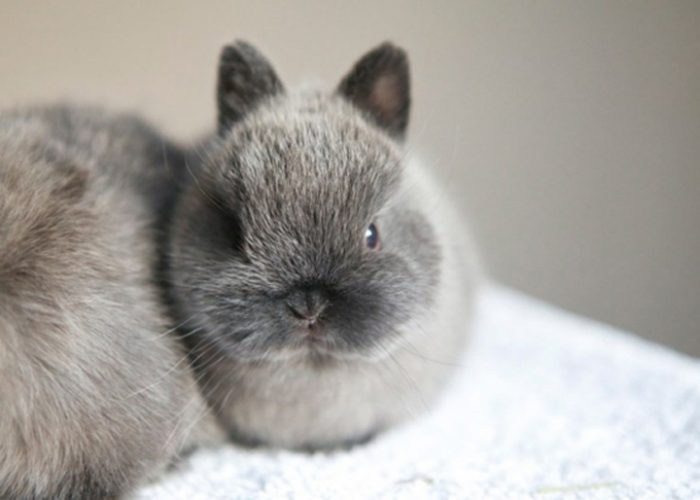 荷兰侏儒兔为什么不能养,荷兰侏儒兔如何养得干干净净