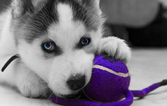 哈士奇的喂养方法视频,最正确的哈士奇饲养方法