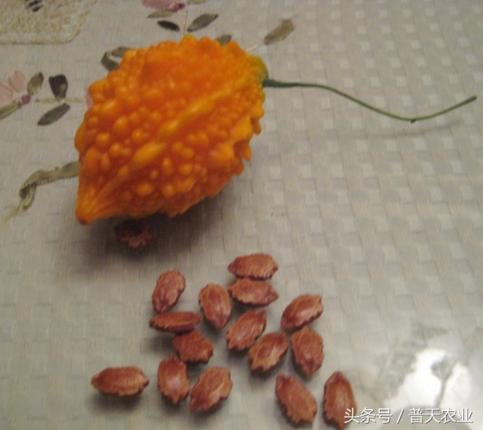 癞葡萄的种植方法和技术,癞葡萄种植方法和注意事项