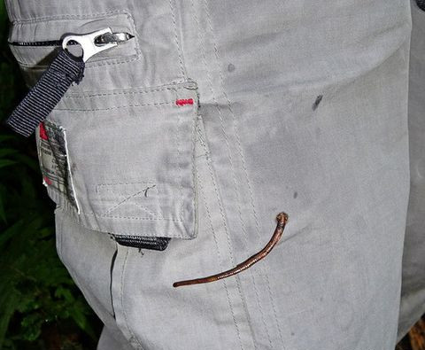 毒虫记,昆虫记毒蜘蛛阅读笔记