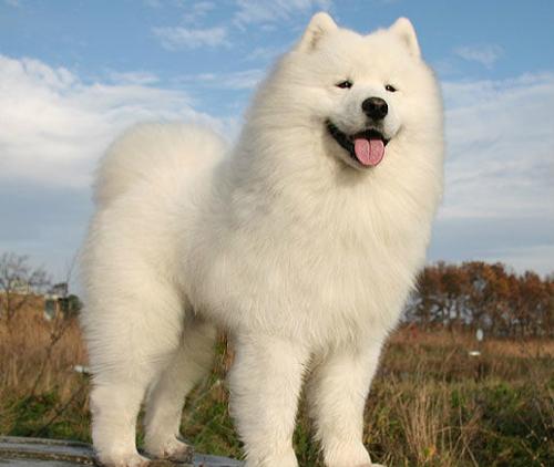 盘点十二星座对应的宠物都是什么,十二星座的专属宠物的图片