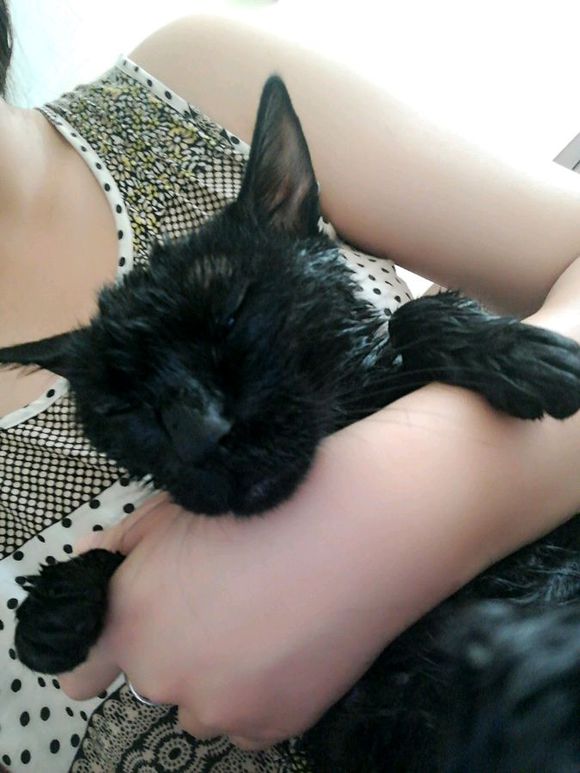 话不投机半句多，一言不合就开咬，这猫是不是被我宠坏了！