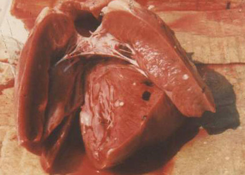 人感染猪囊虫病怎么办,人畜共患寄生虫病中的动物是什么