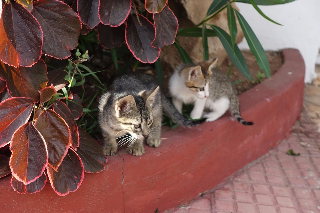 摩洛哥旅游攻略详细图片高清,摩洛哥卡萨布兰卡应该去的地方