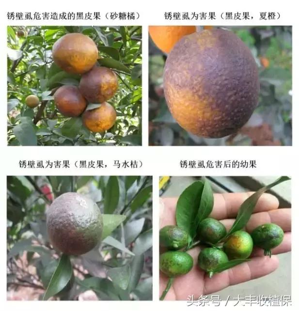 柑橘锈壁虱爆发期来临,柑橘锈皮虱什么时候防治